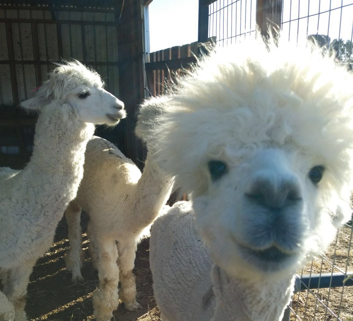 alpaca