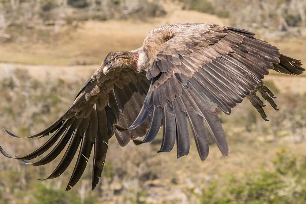 condor10