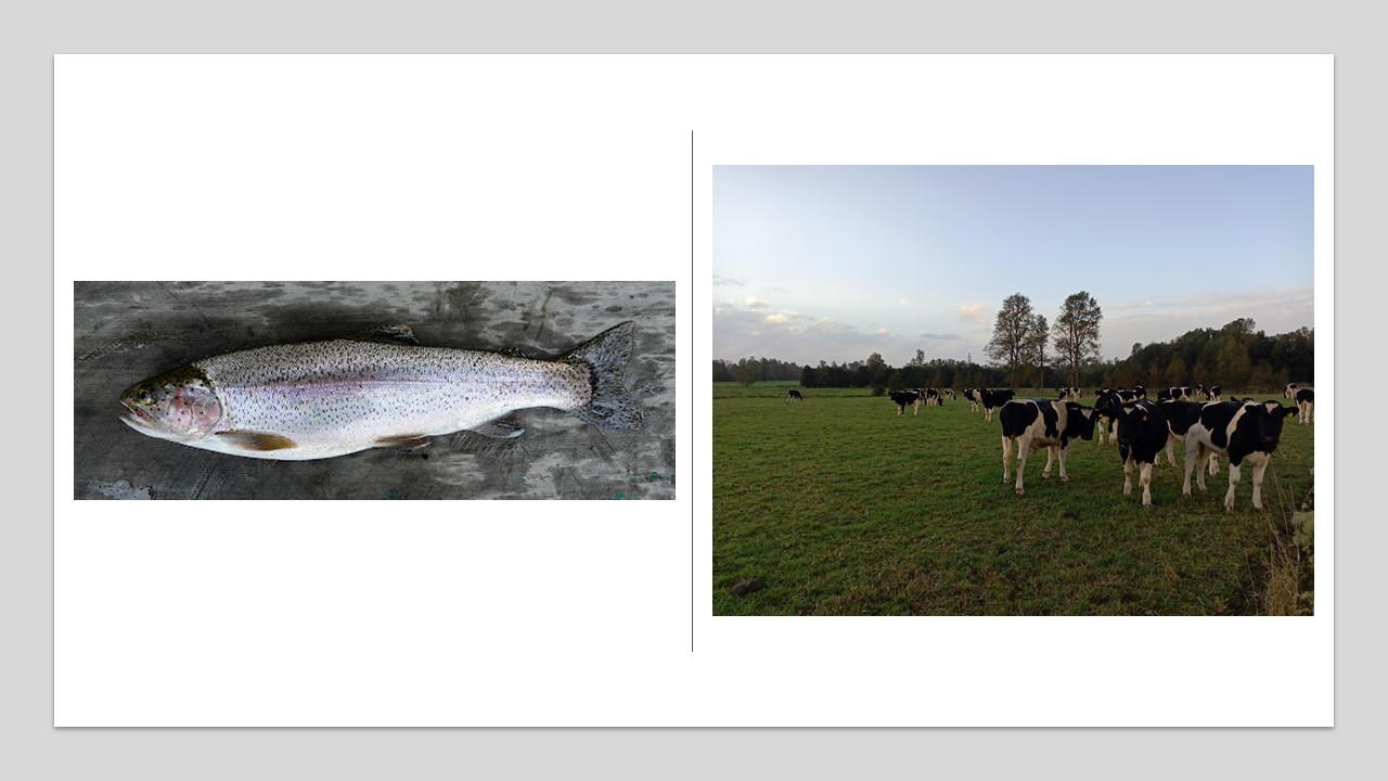 Iniciativas buscan dar respuestas a problemáticas de los sectores acuícola y agroalimentario